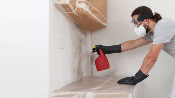 Professional Basement Mold Removal technician working in Dorchester Center, MA
