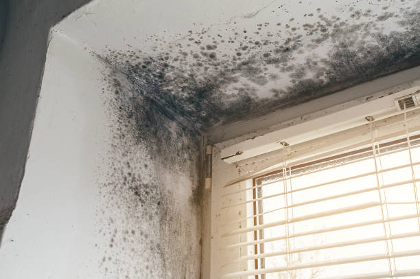 Affordable Basement Mold Removal solutions in Dorchester Center, MA
